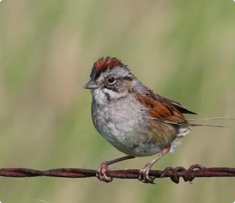 birdmain