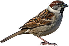 bird