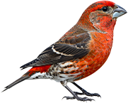 bird