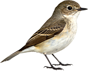 bird