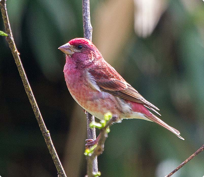 birdmain